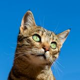 Sample: tabby cat on a blue background