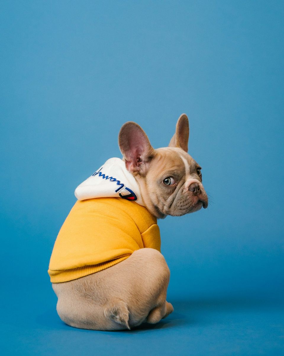 Original dog photo being uploaded