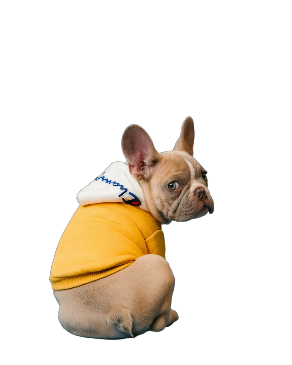 Dog cut out automatically on a transparent background